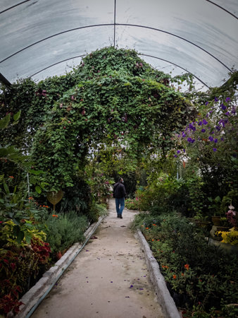 A man walking in the flower garden in Cameron Highlands.の写真素材