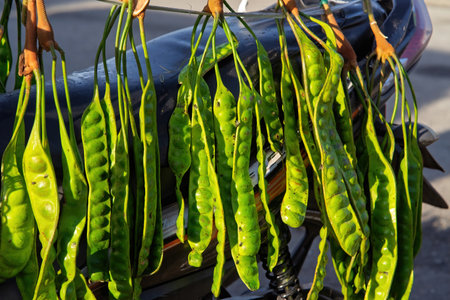 Parkia speciosa seller or commonly known as "Petai" in morning market.の写真素材