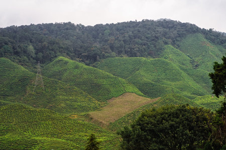 The tea plantations background , Tea plantations in morning lightの写真素材