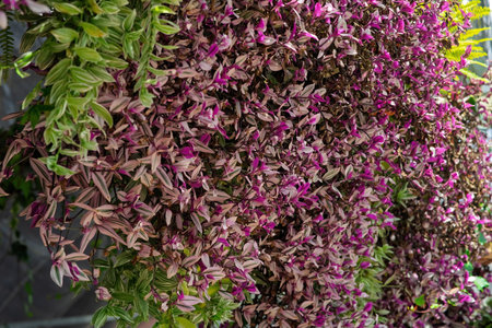 Bouganvilla flowers in purple and yellow colour blooming in the garden.の写真素材