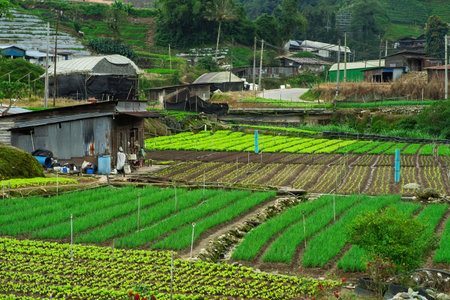 Agricultural industry. Growing vegetables on field near the mountains.の写真素材