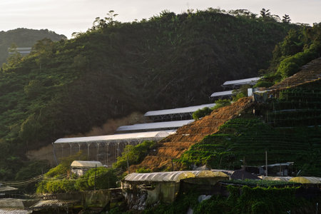 Aerial overhead view of the agricultural view of vegetables production field and greenhouse.の写真素材