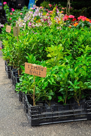 Baby pomelo plants for sale at the nursery garden in a sunny day in Cameron Highlands.の写真素材