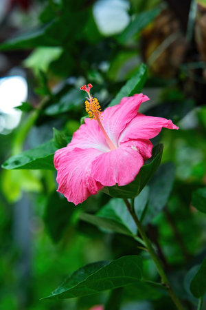 White and pink hibiscus flowers growing on lush plants in garden. unaltered, beautiful, nature, fragile, green and park concept.の写真素材