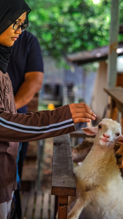 A girl is feeding the goat in the barn.の写真素材