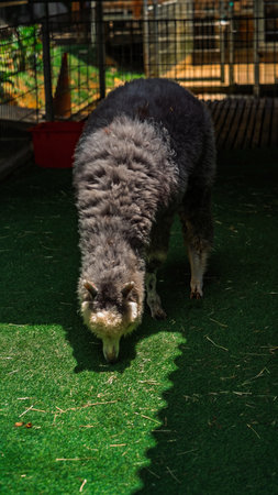 Black and white llama in the mini zoo.の写真素材