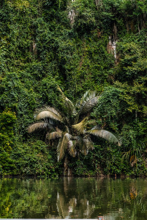 A rainforest palm tree at Tasik Cermin, a lake with reflected view of surrounding in Ipoh, Malaysiaの写真素材