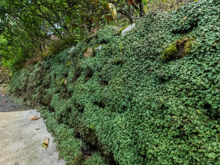 Garden path with greenery plants.の写真素材
