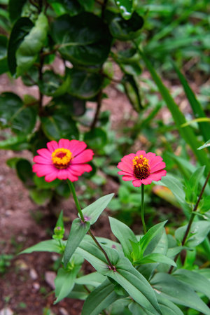 Pink petunias blooming in the garden.の写真素材