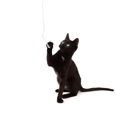A black kitten plays with a rope and looks up の写真素材