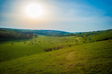 Cows in the distance graze on a green pasture. A bright sun and clean sky.の写真素材