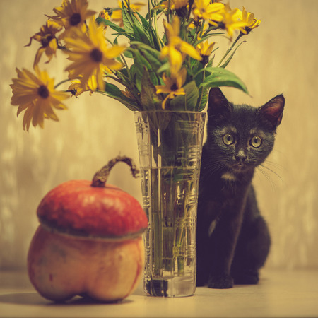 A black kitten peeks out from a vase with flowers. Pumpkin near a vase.の写真素材