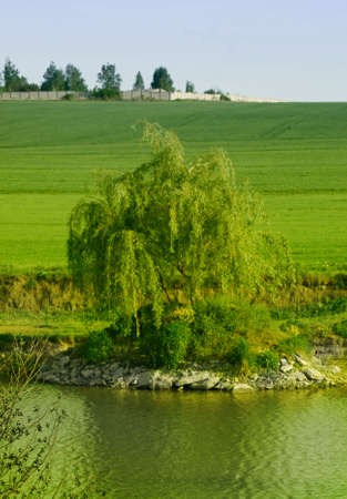 willow in the landscapeの写真素材