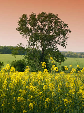 Tree,landscape