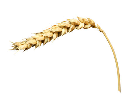 Spike Grain, object white isolated background
