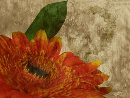 Retro background with flower orange shasta daisyの写真素材