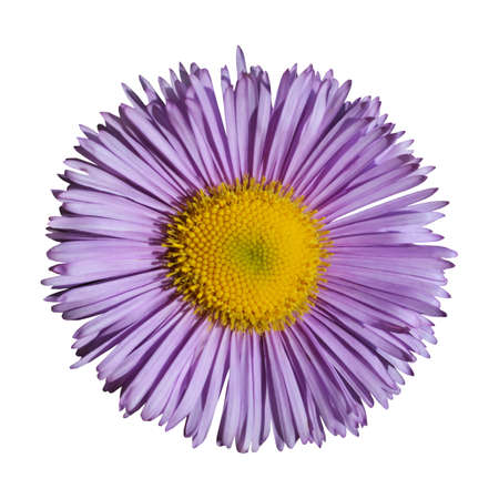 Blue garden flower, object white isolated