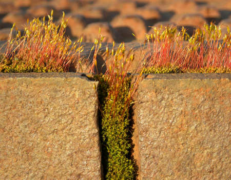 First spring moss on wall, sidewalk  Space for text on wall possible の写真素材