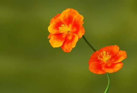 Rare orange mountain found a flower.の写真素材