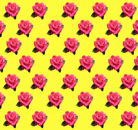 Decorative wrapping paper yellow background with live pink roses.