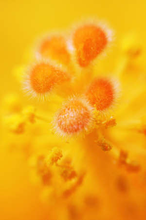 Abstract yellow tender background supermacro detail flowers pistils and stigma.の写真素材