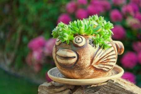 Decorative summer garden still life with flowerpot shaped fish with houseleek.の写真素材