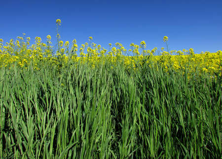 Field with fodder grass and canola.