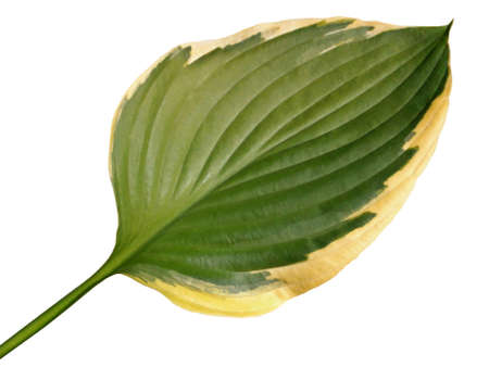 Large leaf of garden flower herb, object isolatedの写真素材