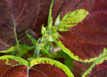 Background with garden or home variation of colorful African nettle with blooming buds.