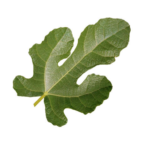 Single fresh green fig leaf from a tropical fig plant. Object isolated.
