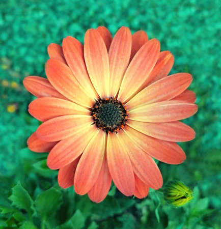 Blooming orange-yellow gerbera, object isolated. Macro flower of fresh gerbera on a natural...