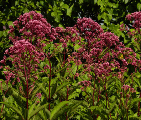 Background with garden water and garden flowers. Tropical flowering small-flowered red-purple plants.の写真素材