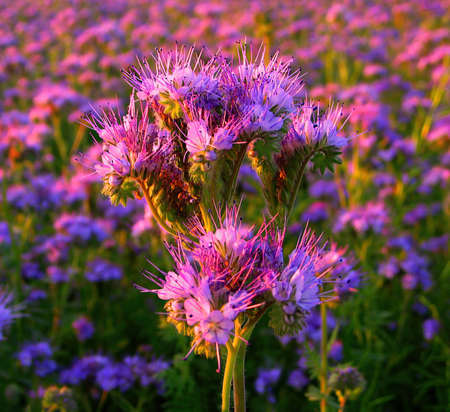Blooming plowed field crop, name Bundle. Phacelia tanacetifolia.Crop is used in agriculture to plow...