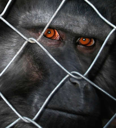 The head of a black gorilla in captivity behind a fence. Emotional evening background with a face...