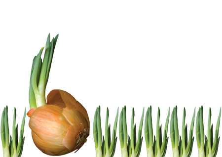 Whole white onions in their skins with a variety of leaves. Concept with onions for ingredient or cultivation with harvest, space for text.の写真素材