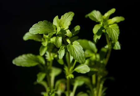 Pansies. Growth of the first garden plants in the greenery. Spring shoots of germinating plants on a...