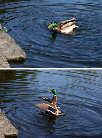Bathing mallard duck on the pond. Spring season when ducks are on the shore in nests and ducks guard their nesting partners.の写真素材