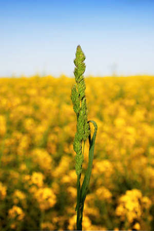 Spring meadow grass growing worldwide, (SpringBromus hordeaceus) soft sagebrush. Ear of grass from...
