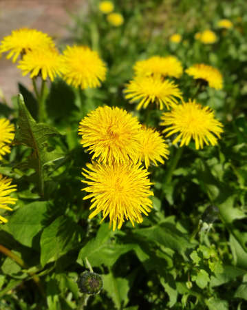 Healthy beautiful blooming dandelion plants. Yellow spring dandelion flowers with leaves on the meadow.の写真素材