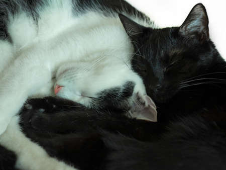 Two black and white curled kittens sleeping on a blanket. Couple of cute sibling cats sleeping in an embrace.の写真素材