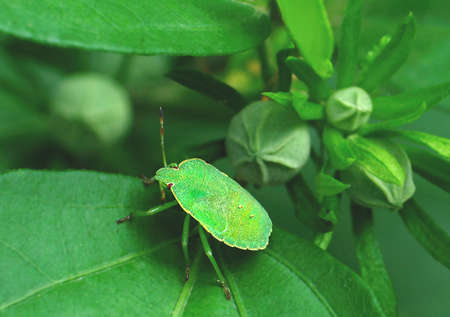 Green beetle Green Priestess (Palomena viridissima) in a green bush. Wet Green Priestess (Palomena viridissima) among the buds of hibiscus bushes.の写真素材