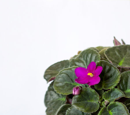 Bouquet of purple violet flowers on a white background. Message label. Floral card with empty white space for your text.の写真素材