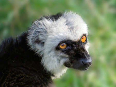 White-fronted lemur (Eulemur Albifrons) portrait, profile. A pretty portrait of a male lemur. The...