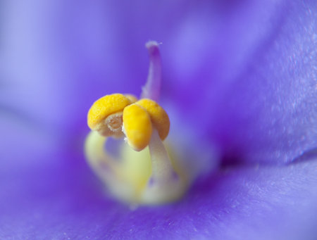 Stigmas and pistils blue-purple african violet. Close up of the stigmas and stamens of a violet flower. Macro detail violets with yellow pistils.の写真素材