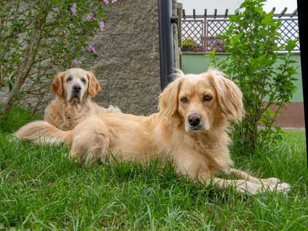 Two lying cute retriever dogs in the grass. Domestic retriever pets resting in the grass in the heat.の写真素材