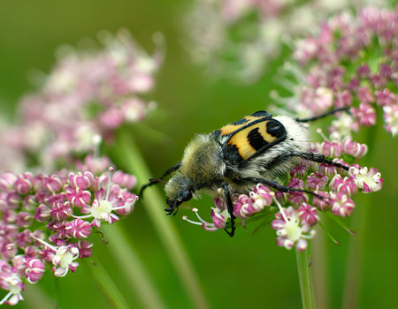 Spotted beetle, Trichius fasciatus, harmless insect. A beetle on a meadow flower from the order of beetles from the family of the Notchidae.の写真素材