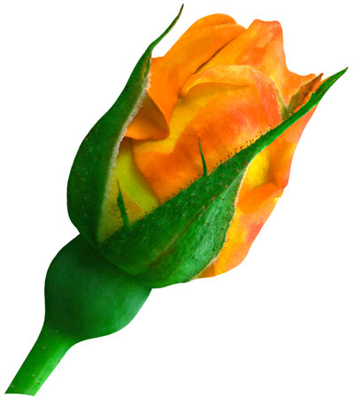 Single blooming tea rose flower. Yellow-orange rose on stem, blossoming bud. Object isolated, .の写真素材