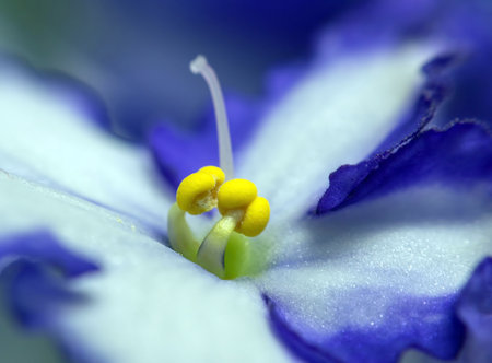 Stamens pistils blue African violet. Detail of growing stamens of an African violet, white-blue flower. Macro detail of a violet with yellow pistils.の写真素材