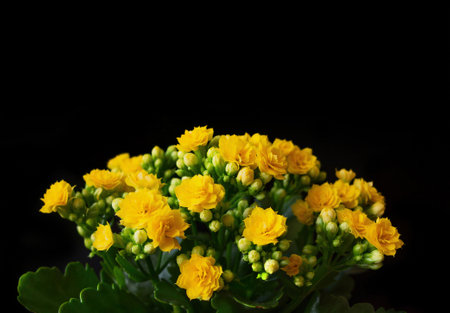 Beautiful yellow Kalanchoe flowers and flower close up view, bunch of yellow flowers. Kalanchoe is a small succulent plant belonging to the succulent family. Origin from Madagascar. Black space.の写真素材