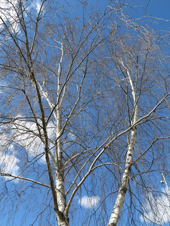Birch tree with branches against blue sky. Birch tree in ending winter and beginning of sunny spring, colors nature background.の写真素材